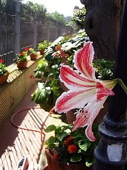Bed & Breakfast Domus San Vincenzo Sant'Agnello